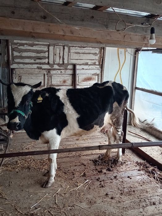 Екі сыйыр сатылады