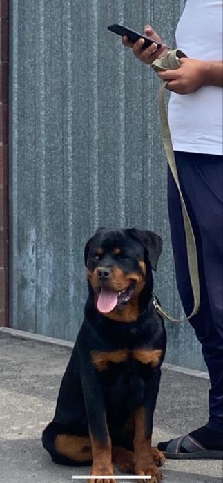 Ротвейлер чистокровный