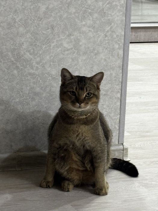 Вязка кота СРОЧНО!!!