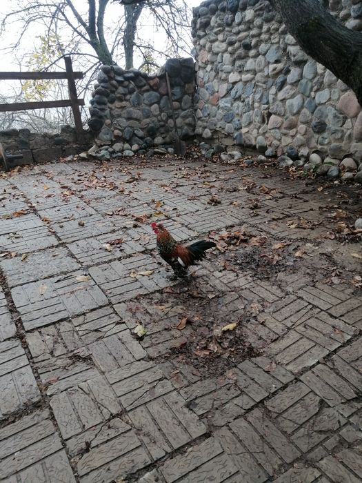 Продам петушков алтайском бентамки