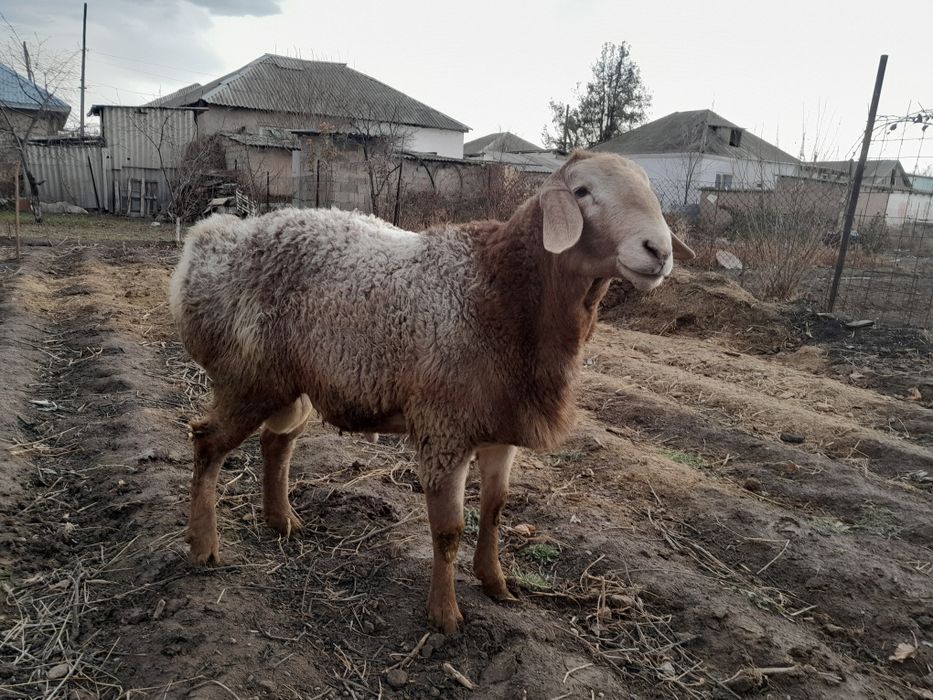 Арашан кошкар сатылады