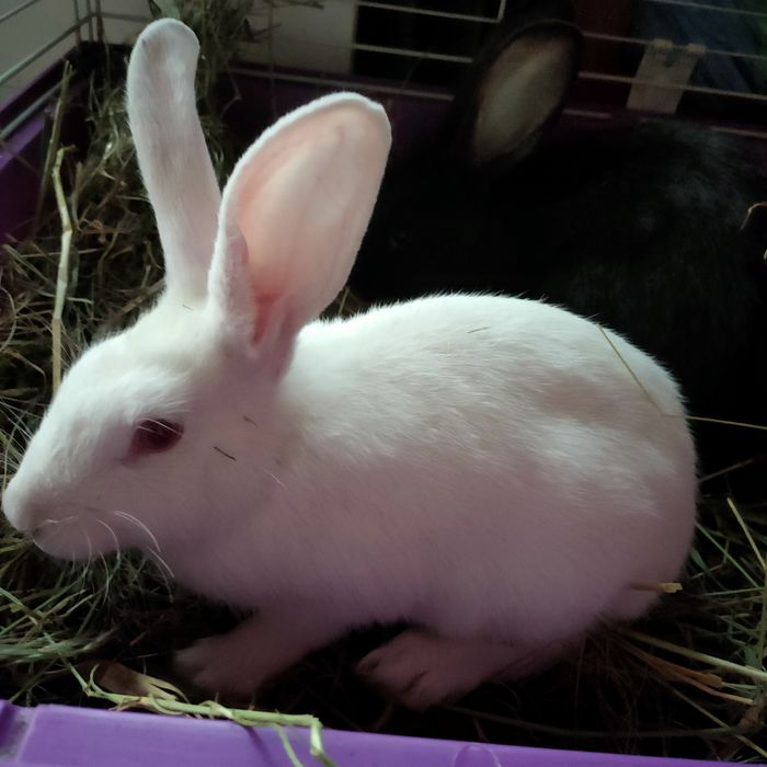 Iepurași drăgălași