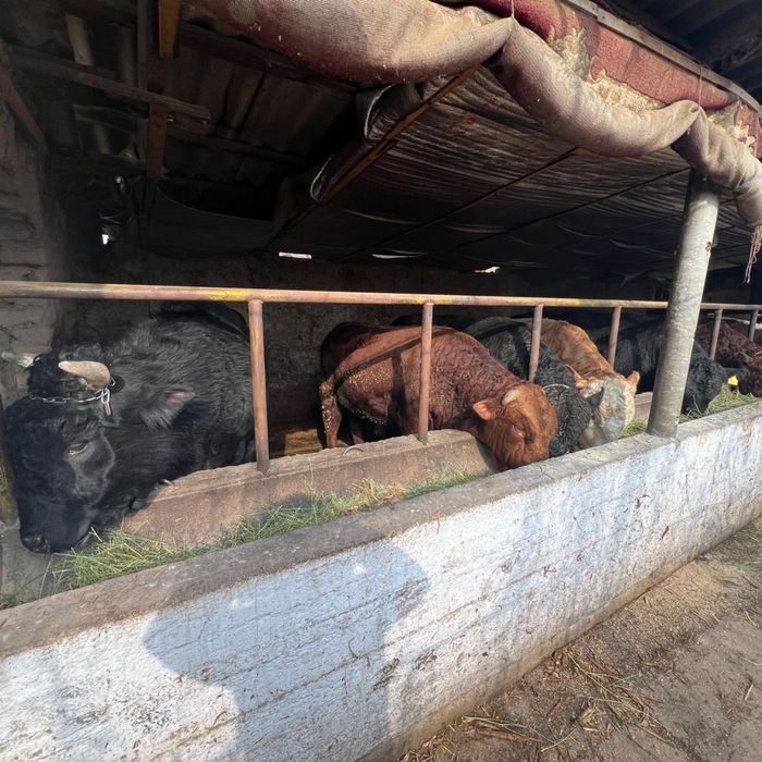 Пуха быки оптом 10 бас