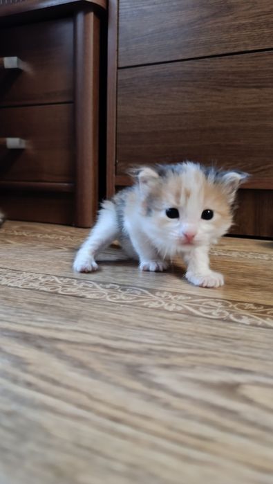 Кошечки в добрые руки
