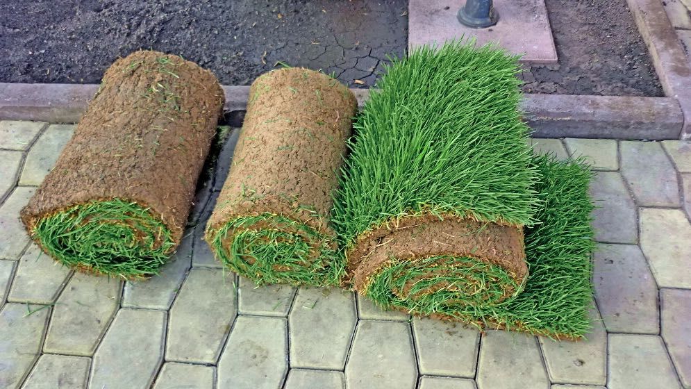 Рулонный газон доставка и укладка за один день