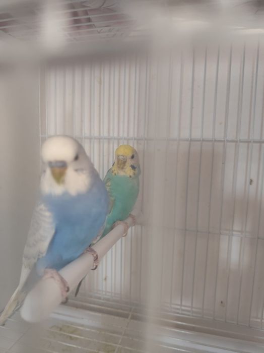 Vând perechi peruși reproducatoare