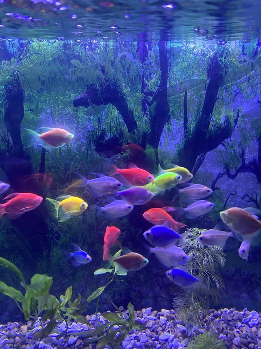 mijoz xoxlagan dizayn ulcamda buyurtmalar qabul qilamz nasiya savdobor