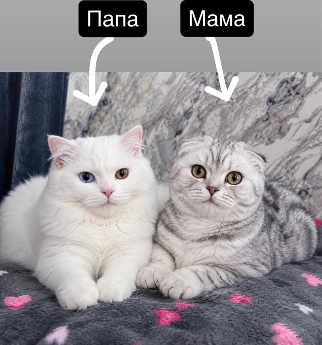 Продается котята скотиш фолд турецкая ангора