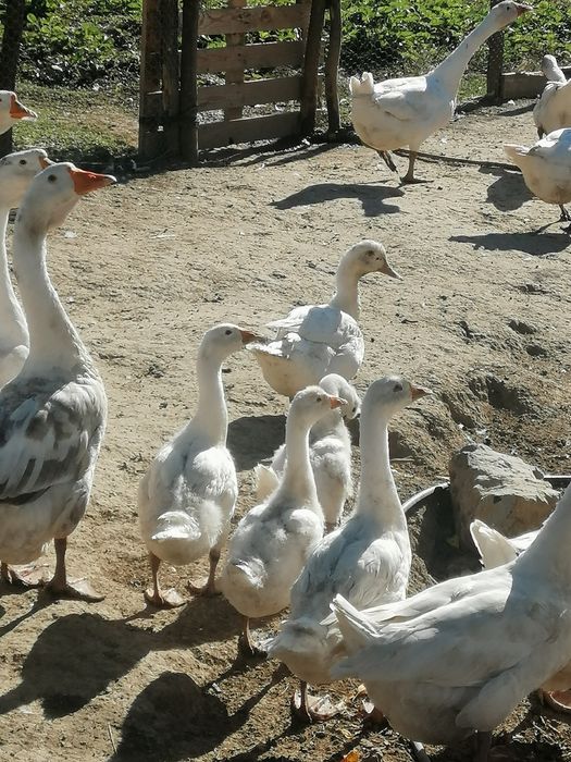 Vând Gâște albe mari