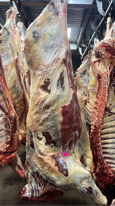 Продам мясо говядина