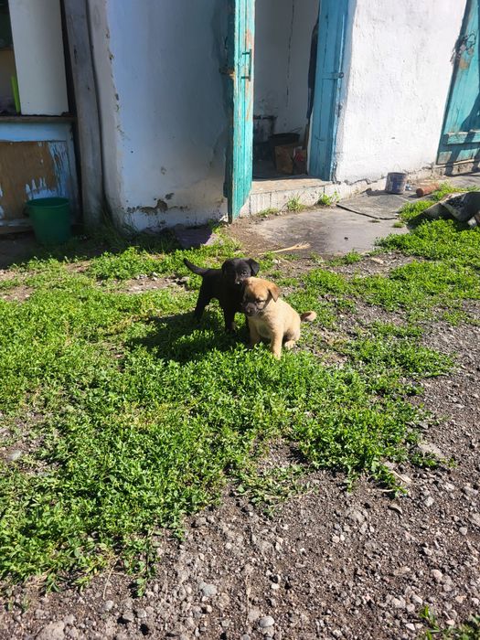 Продам щенки мать бельгиский овчарка