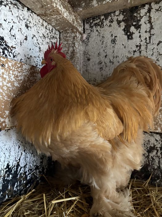 Cocosi cochinchina urias