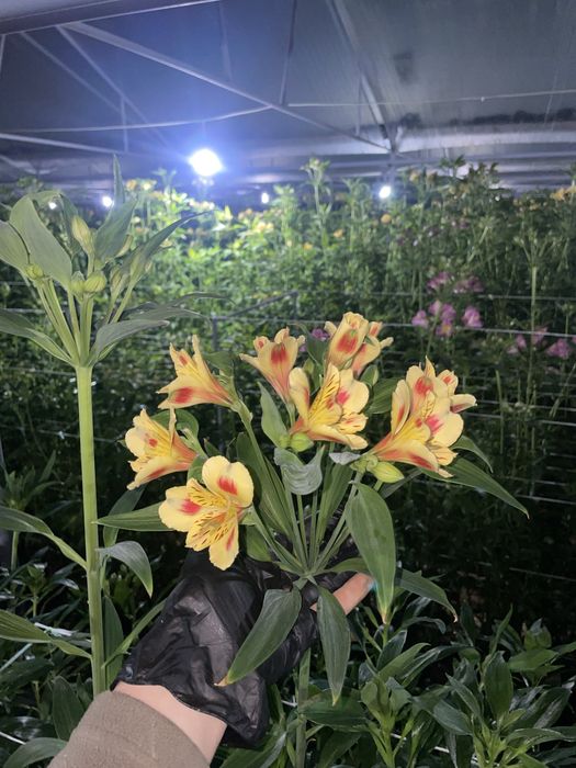 Корни альстромерии