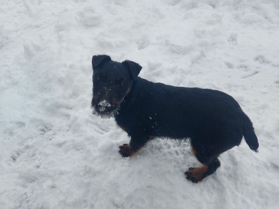 Ягдтерьер щенок Девочка