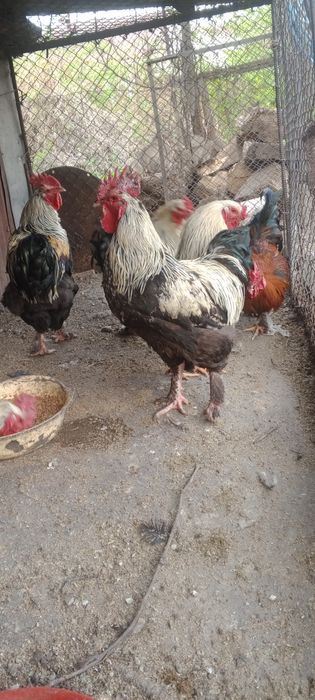 Продаются петухи