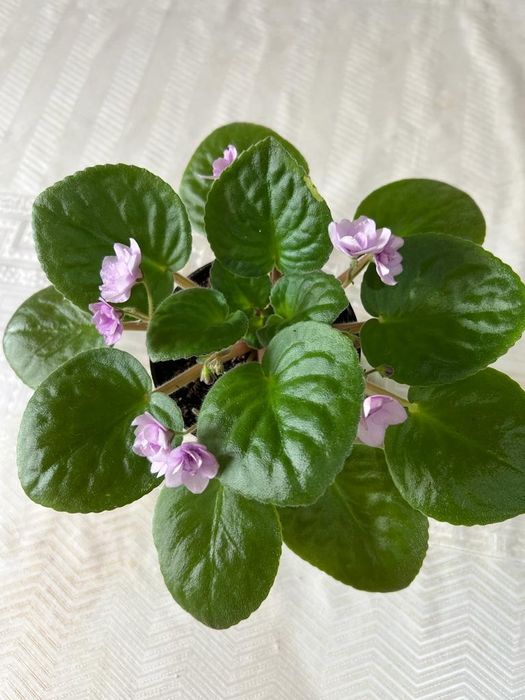 Продам комнатные цветы.