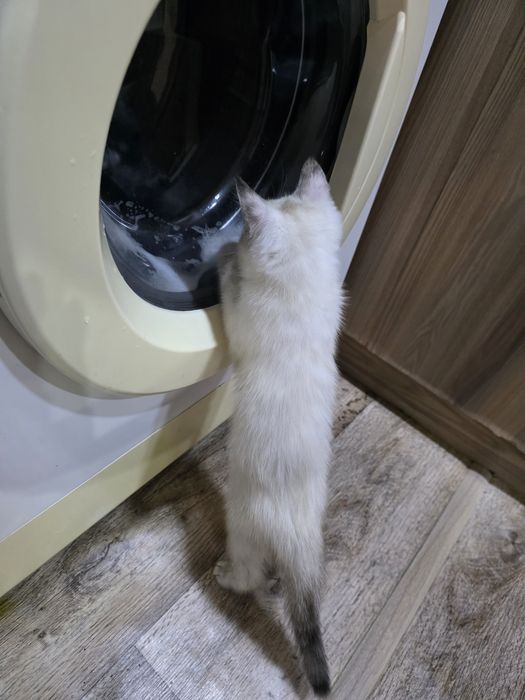 Девочка в любящую семью