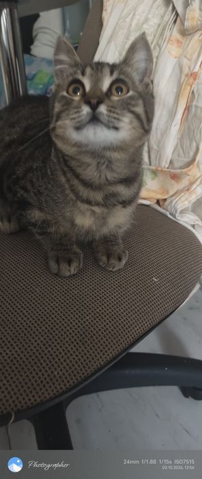 Мальчик 3 мес котенок