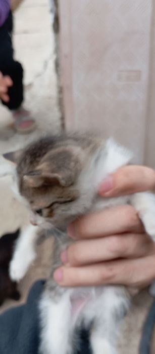 Продам или просто подарю котиков