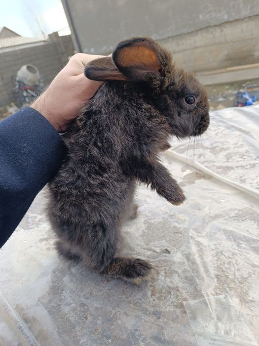 Продаётся крольчиха