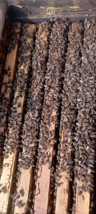 Асалари сотилади karpat