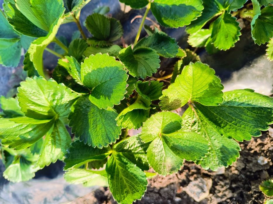 Продавам ягоди- разсад