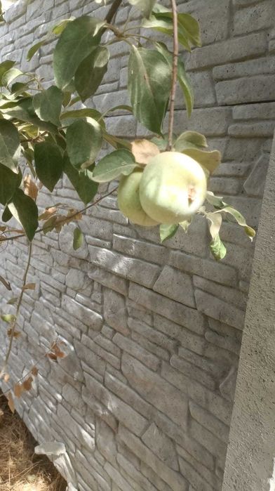 Дача кайнар булак. Срочно