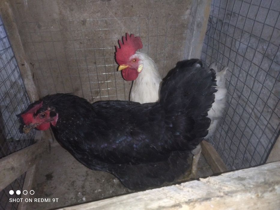 Juda yaxshi sogʻlom