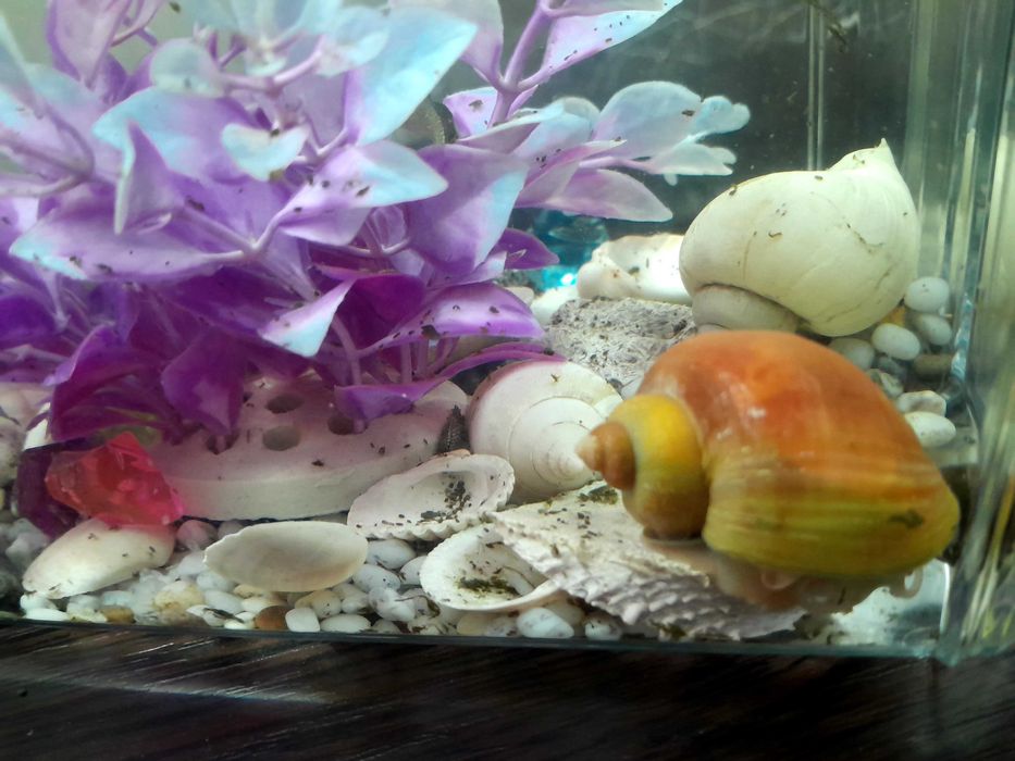 Аквариум с  улиткой