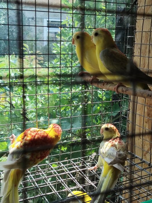 Молодёжь певчих попугаев.