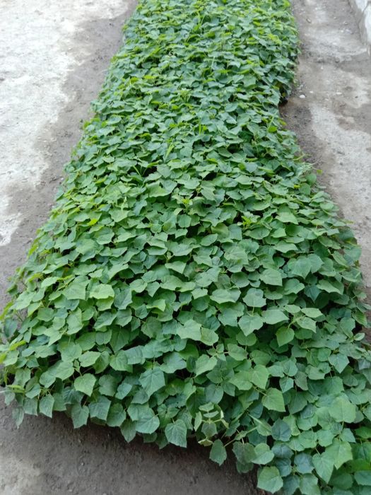 Pavloniya Nixolchalar tayyori bor Navi efte