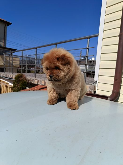 Чау чау         .