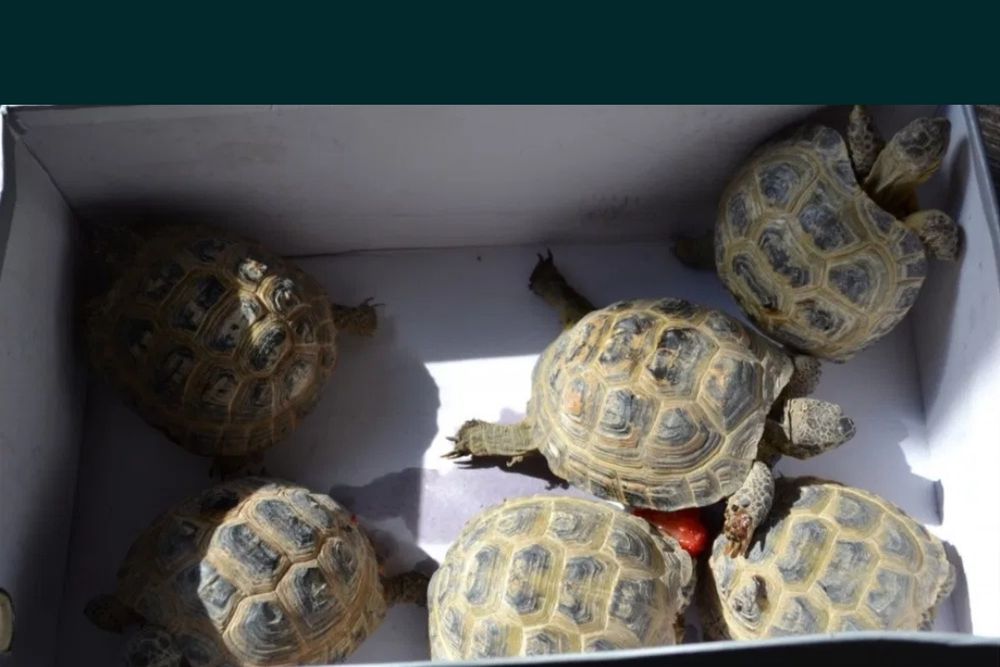 Черепаха сухопутная