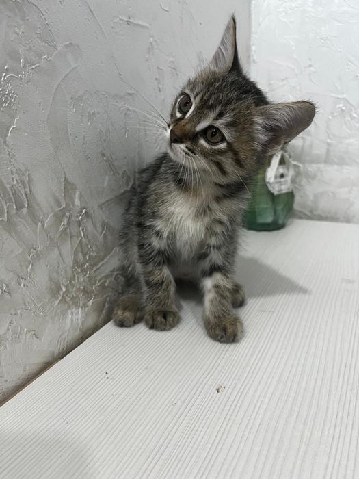 Срочно отдаю кошек в добрые руки