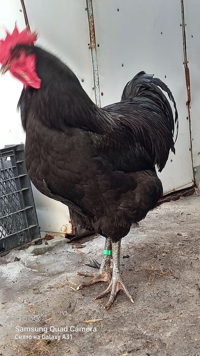 Продажа яйцо на инкубацию