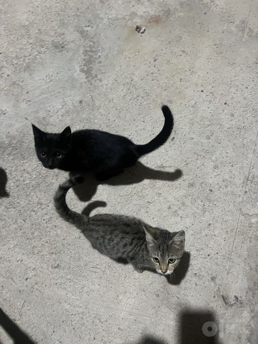 Mushuk bollasi 2ta