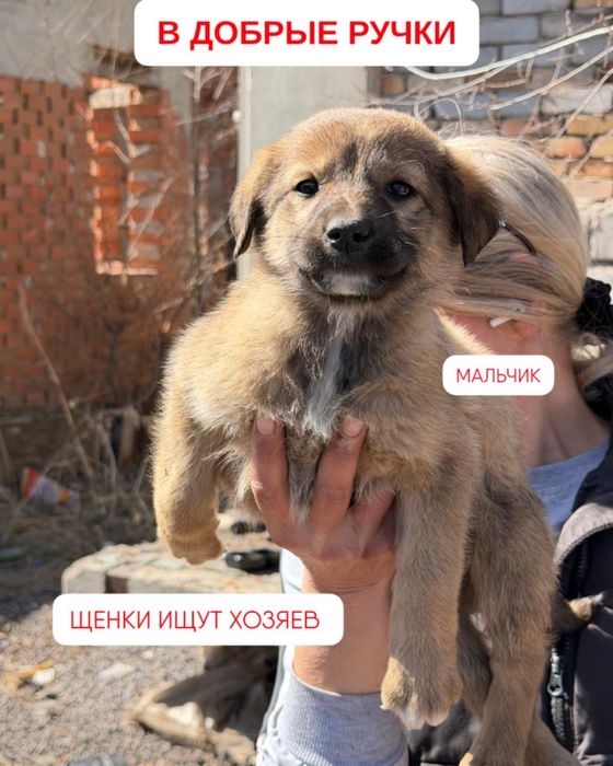 Отдам щенка в добрые руки