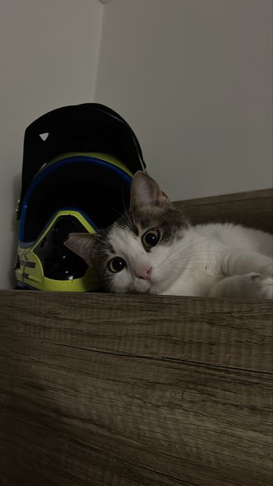 Подарявам коте на една година