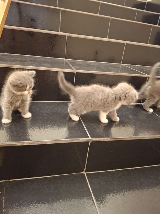 Кошка породистая