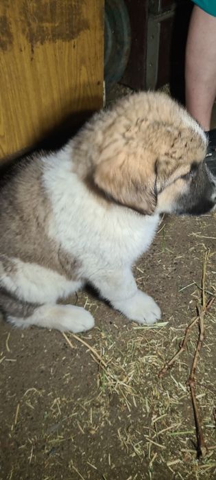 Продаеться Щенки Алабая