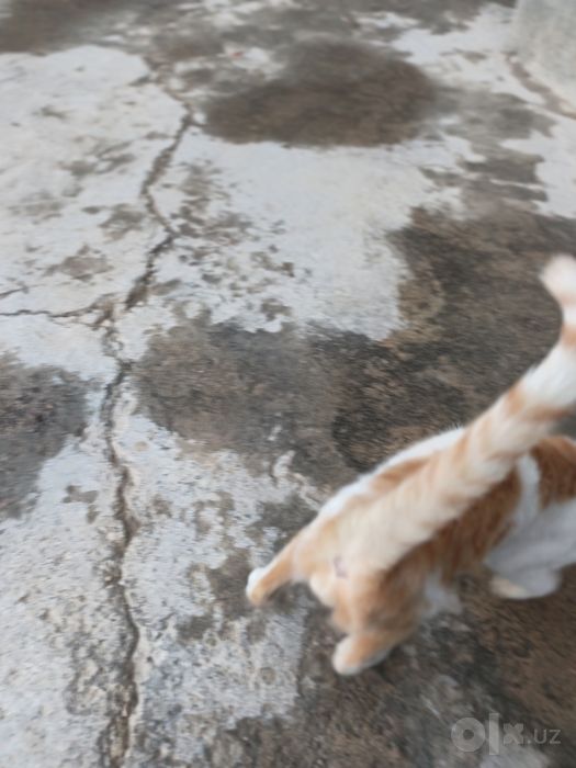 Ismim Jasurbek murojat uchun tilifon numir qildirdim