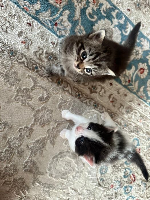Домашние котята, 2 девочки