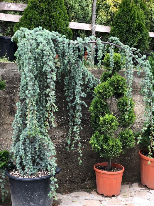 Cedru pletos ( plangator ) verde, argintiu, atlantica.