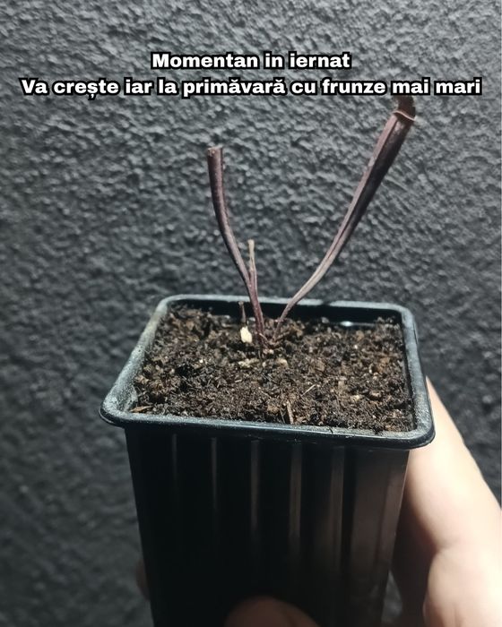 Sarracenia  Ultimo Impero, plantă carnivoră+pachet semințe D.Capesnsis