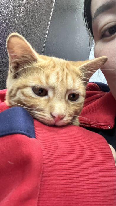 Рыжий котенок в добрые руки