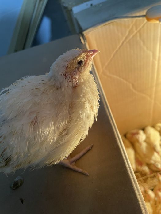 Бедана, Белый Гигант Перепелята