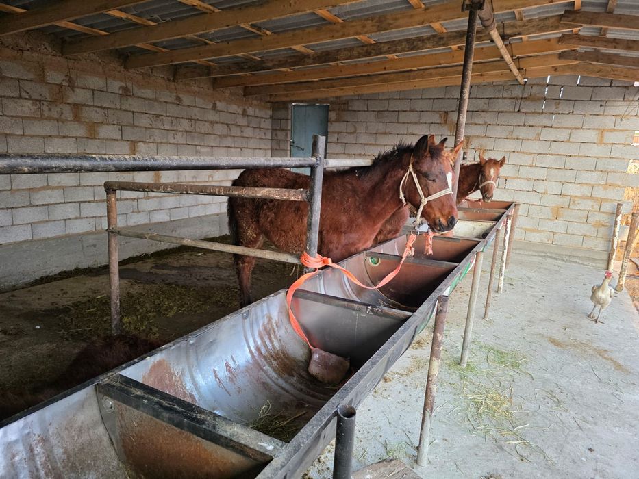 Биылғы жабағилер