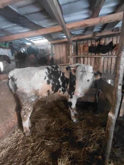 Продам хороший 4 быка