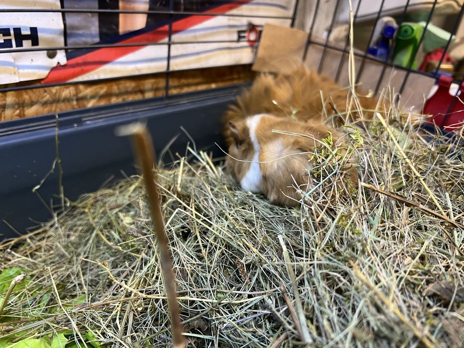 Porcusori de Guineea