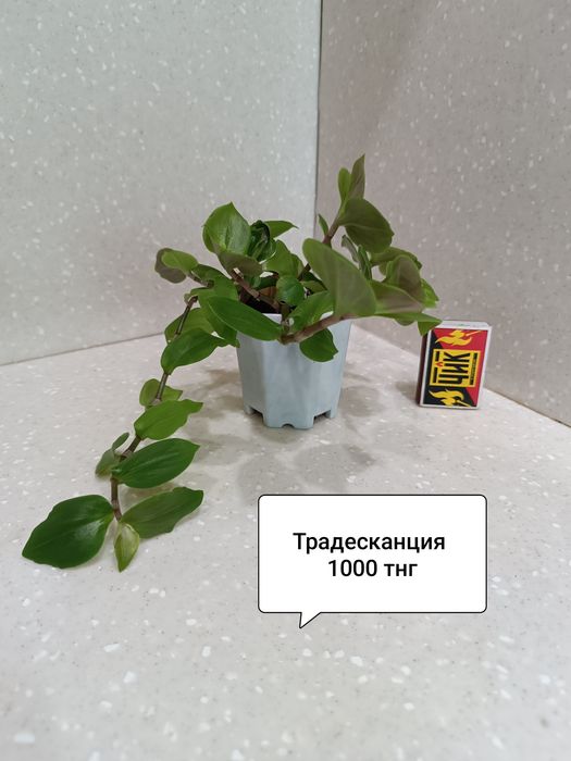 Комнатные цветы для дома